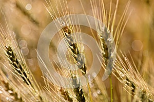 Close Wheat in Field