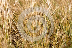 Close Wheat in Field