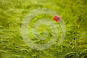 Close of of a wheat field and a single red poppy in summer