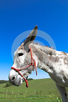Close white donkey portrait photographed with a wide-angle lens