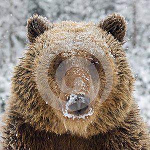 Close wild big brown bear portrait in winter forest