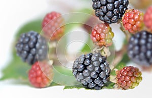 Close on wild blackberry growing on a branch