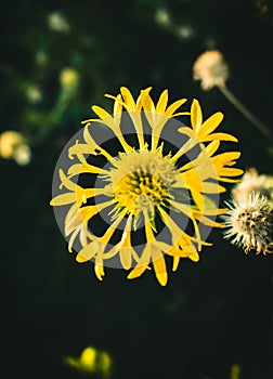 Close of yellow flower in dark theme