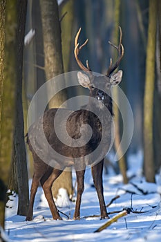 Close young majestic red deer stag in winter forest. Cute wild mammal in natural environment