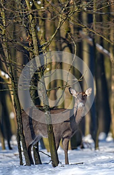 Close young majestic red deer in winter forest. Cute wild mammal in natural environment