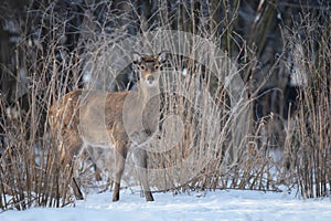 Close young majestic red deer in winter forest. Cute wild mammal in natural environment