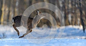 Close young majestic red deer in winter forest. Cute wild mammal in natural environment