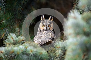 Close young owl sit in a tree and looking on the the camera