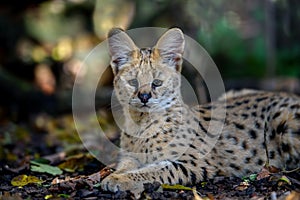 Close young serval cat Felis serval. Wildlife scene from nature