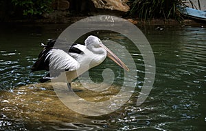 Close â€“ up of an Australian Pelican (Pelecanus conspicillatus)