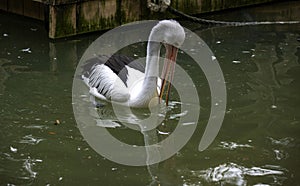 Close â€“ up of an Australian Pelican (Pelecanus conspicillatus)