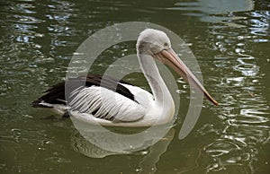 Close â€“ up of an Australian Pelican (Pelecanus conspicillatus)