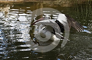 Close â€“ up of an Australian Pelican (Pelecanus conspicillatus)