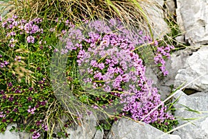 Closeap view to a bush of thyme flower on rocky alpine slide