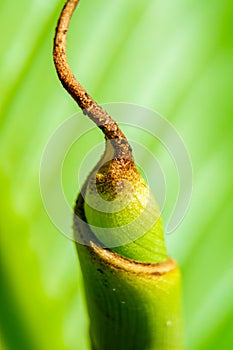 Closed banana leaf macro