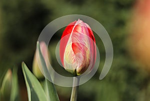 Closed blossom of Tulipa agenensis in the villageÂ´s garden. Love emotion. Beskydy, czech republic. Europe flowers. Summer Flowers