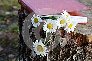 closed book lies on wooden stump in rays of sunlight and bouquet of delicate field daisies. Ð¡oncept of romance. Close-up.