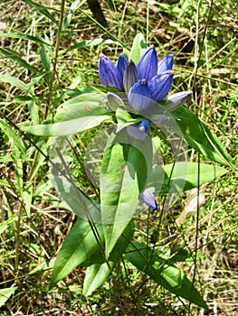 Closed Bottle Gentian (Gentiana andrewsii) growing along hiking trail at Presqu\'ile