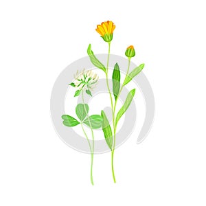 Closed Bud of Calendula Plant with Orange Flower Head and Clover on Stem as Meadow Herb Vector Illustration