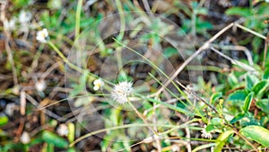 Closed Bud of a dandelion. Dandelion white flowers in green grass