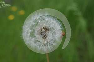 Closed Bud of a dandelion. Dandelion white flowers in green grass. High quality photo photo