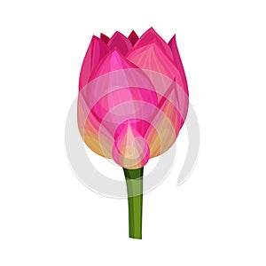 Closed Bud of Lotus Flower with Pink Petals Isolated on White Background Vector Illustration