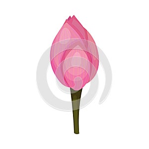 Closed Bud of Lotus Flower with Pink Petals Isolated on White Background Vector Illustration