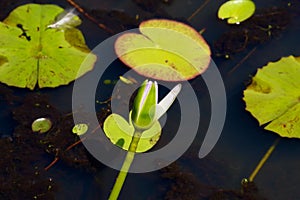 Closed bud of pink Water lily at Mapleton Lilyponds Queensland