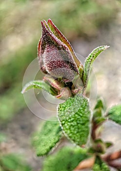 Closed bud of a Sage-leaved Rock-rose photo