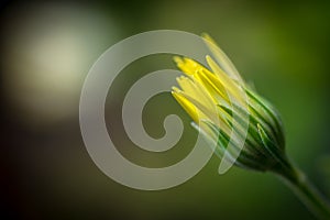Closed bud of a yellow wildflower