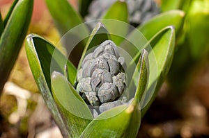 The closed buds of a blue hyacinth flower