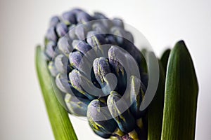 Closed buds of blue hyacinth isolated on white background. Growing hyacinth flower buds