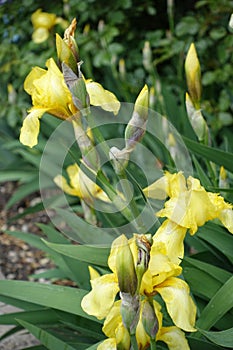 Closed buds and light yellow flowers of Iris germanica