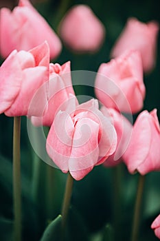 Closed buds of lilac tulips with green leaves in a greenhouse for cards and desktop photos