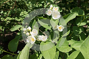 Closed buds and opening flowers of Philadelphus coronarius