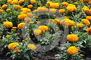 Closed buds and orange flowers of Tagetes erecta