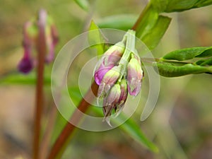 Closed buds of pink flowers on a green stem