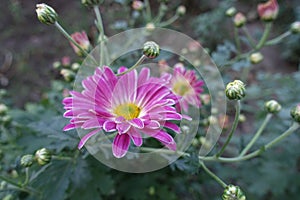 Closed buds and pink and white flower of semidouble Chrysanthemums photo