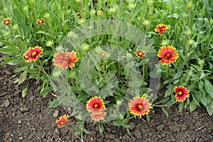 Closed buds and red and yellow flowers of Gaillardia aristata