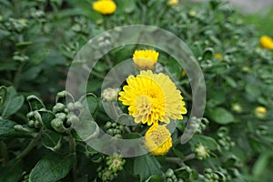 Closed buds and yellow flower of Chrysanthemum in July