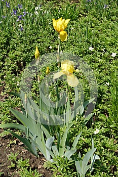 Closed buds and yellow flowers of bearded iris