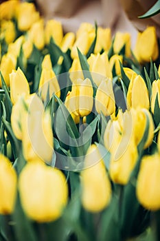 Closed buds of yellow tulips with green leaves in a greenhouse for cards and desktop photos