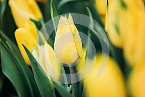 Closed buds of yellow tulips with green leaves in a greenhouse for cards and desktop photos