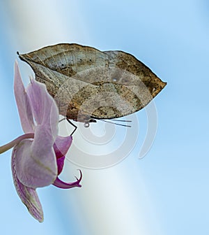 Closed butterfly looking like a leaf on orchid flower