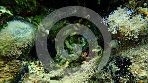 Closed calcareous tubeworm or fan worm, plume worm or red tube worm (Serpula vermicularis) undersea, Aegean Sea