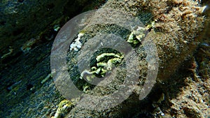 Closed calcareous tubeworm or fan worm, plume worm or red tube worm (Serpula vermicularis) undersea, Aegean Sea photo