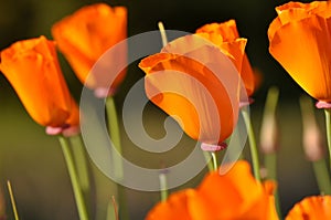 Closed California State Orange Poppy Flower