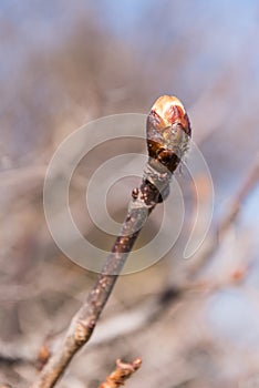 closed chestnut bud - closeup