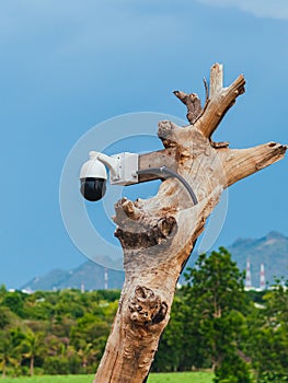 Closed circuit camera multi-angle CCTV system camera installed on dead tree in the garden. Security surveillance camera on tree