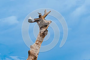 Closed circuit camera multi-angle CCTV system camera installed on dead tree in the garden. Security surveillance camera on tree